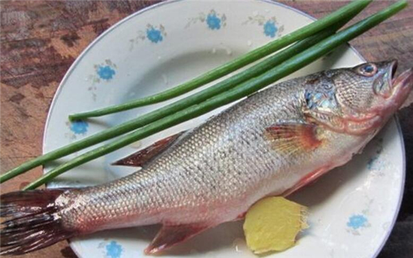 選購鱸魚的方法大全，完全掌握鱸魚的選購技巧