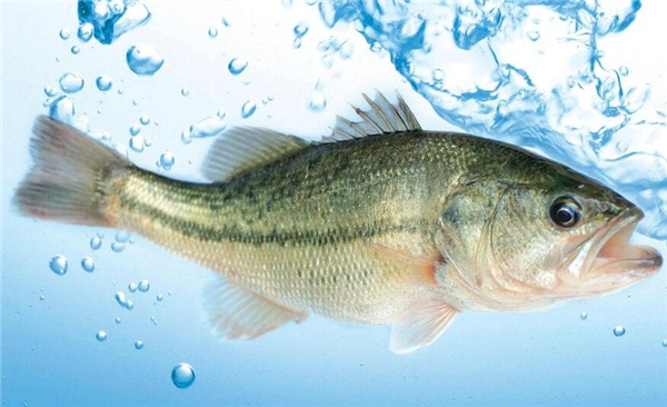 選購鱸魚的方法大全，完全掌握鱸魚的選購技巧