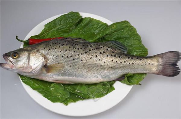 選購鱸魚的方法大全，完全掌握鱸魚的選購技巧