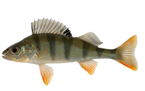 鱸魚是海魚嗎，鱸魚有海魚的品種
