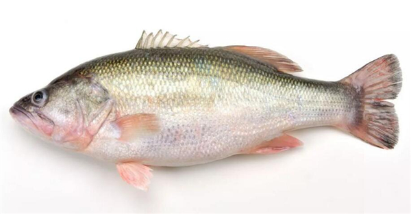 鱸魚是海魚嗎，鱸魚有海魚的品種
