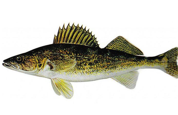 鱸魚是海魚嗎，鱸魚有海魚的品種