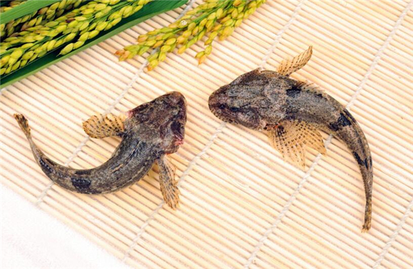鱸魚圖片 鱸魚圖片大全 鱸魚品種大全