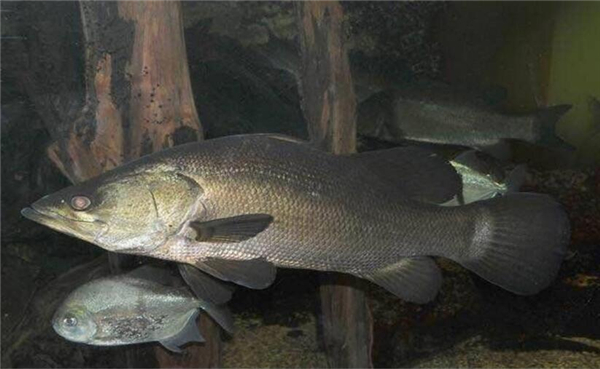 鱸魚圖片 鱸魚圖片大全 鱸魚品種大全
