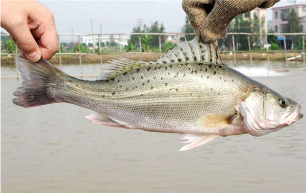 鱸魚圖片 鱸魚圖片大全 鱸魚品種大全