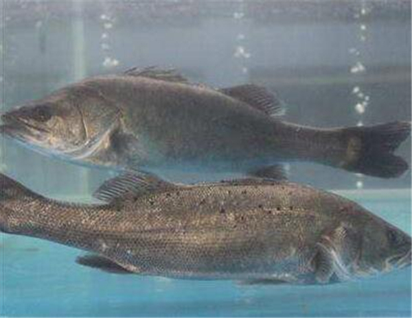 鱸魚圖片 鱸魚圖片大全 鱸魚品種大全