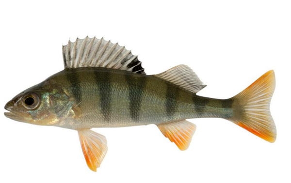 鱸魚圖片 鱸魚圖片大全 鱸魚品種大全