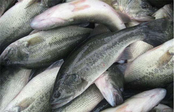 鱸魚圖片 鱸魚圖片大全 鱸魚品種大全