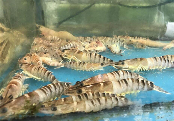 基圍蝦是海蝦還是河蝦,基圍蝦是養(yǎng)殖的海蝦