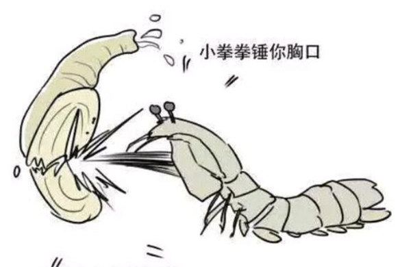 皮皮蝦名字的由來，皮皮蝦原來是網紅藝名