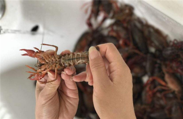 蝦尾怎么清洗,清洗蝦尾有兩方法