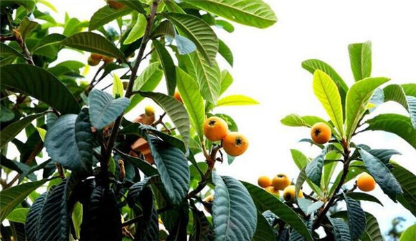 為什么家里不能栽枇杷(種枇杷樹招鬼)，種枇杷樹的忌諱