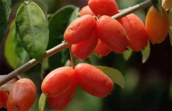 云南特產(chǎn)水果有哪些水果，云南特產(chǎn)水果圖片名字