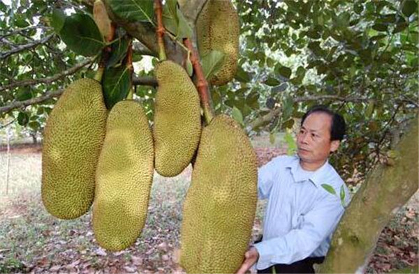 廣西特產水果都有哪些，廣西特產水果圖片大全