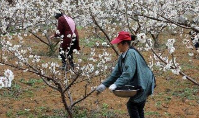 櫻桃樹種下幾年能長櫻桃(3-6年結果)，櫻桃樹種怎么種能出得快