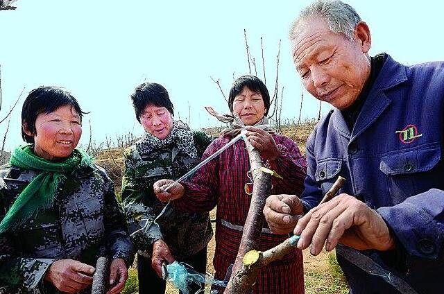櫻桃樹種下幾年能長櫻桃(3-6年結果)，櫻桃樹種怎么種能出得快