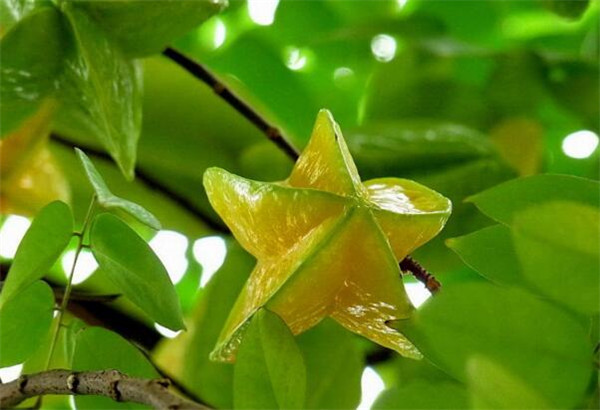 廣東特產(chǎn)水果有哪些圖片，廣東有什么水果特產(chǎn)
