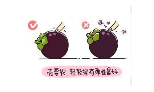 山竹水果的正確吃法漫畫，挑選水果的正確吃法山竹篇