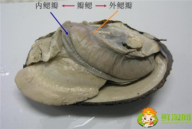 河蚌怎么洗才最干凈?河蚌最干凈的清理方法(提前兩天用清水浸泡)