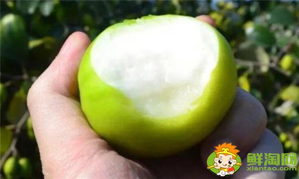 青棗可以減肥嗎，牛奶青棗的營(yíng)養(yǎng)價(jià)值