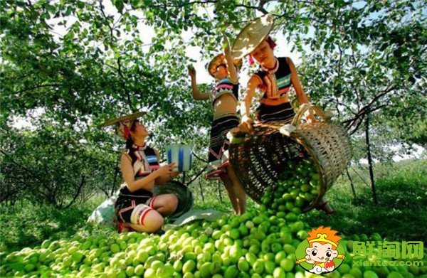 青棗可以減肥嗎，牛奶青棗的營(yíng)養(yǎng)價(jià)值