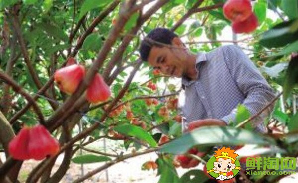 蓮霧種植多久結果，蓮霧種植條件管理技術(溫度、密度)