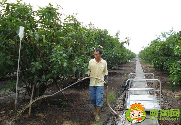 蓮霧種植多久結果，蓮霧種植條件管理技術(溫度、密度)