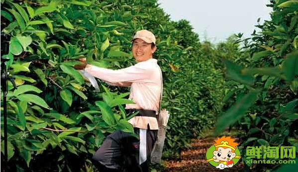 蓮霧種植多久結果，蓮霧種植條件管理技術(溫度、密度)