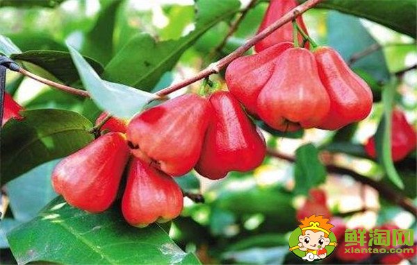 水果蓮霧的營養(yǎng)價值高嗎(蓮霧的營養(yǎng)價值是啥)，蓮霧的營養(yǎng)價值及功效