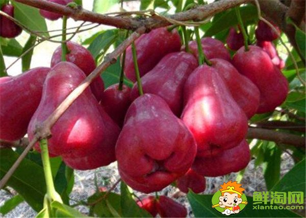 水果蓮霧的營養(yǎng)價值高嗎(蓮霧的營養(yǎng)價值是啥)，蓮霧的營養(yǎng)價值及功效