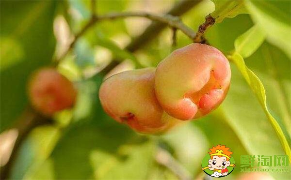 水果蓮霧的營養(yǎng)價值高嗎(蓮霧的營養(yǎng)價值是啥)，蓮霧的營養(yǎng)價值及功效