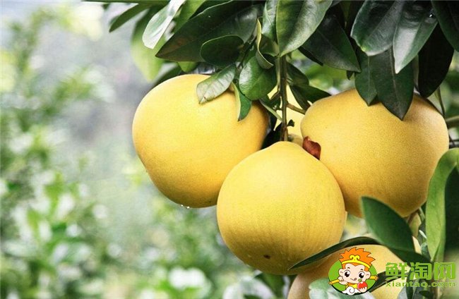 柚子在什么季節成熟最甜，不同柚子成熟的季節是幾月（7種）