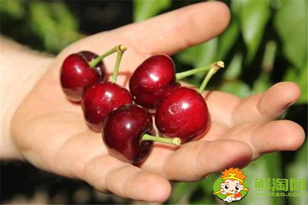最大的櫻桃是什么品種，特大櫻桃品種排名