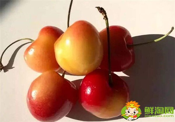 智利櫻桃什么時候成熟，智利櫻桃品種排名