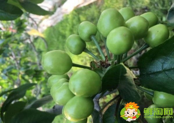 山東煙臺的櫻桃什么時候成熟，煙臺櫻桃成熟的季節初夏4月中旬