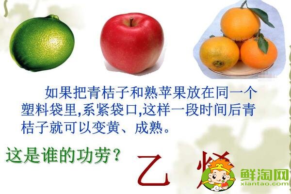未成熟的柿子怎么催熟最快，柿子怎么催熟最簡單的方法（不澀簡單）