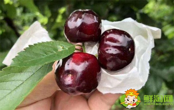 南方櫻桃品種哪個好，南方櫻桃品種大全圖片