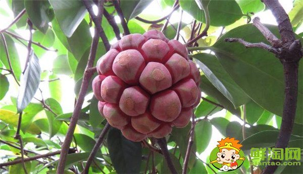 一年生水果品種有哪些，四季水果有哪些品種