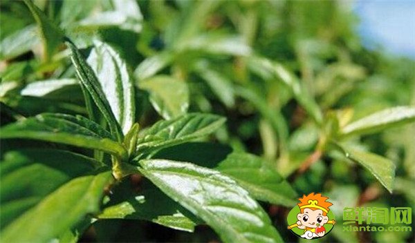 枇杷葉的功效與作用，枇杷葉怎么煮水止咳