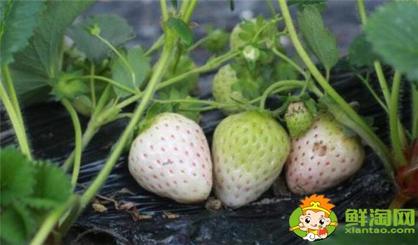 菠蘿莓多少錢一斤，菠蘿莓和白草莓的區別