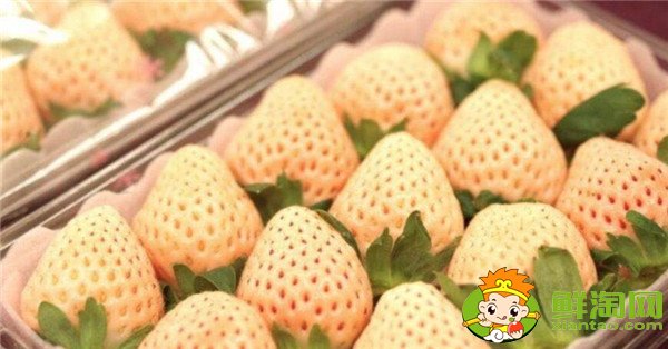 菠蘿莓多少錢一斤，菠蘿莓和白草莓的區別