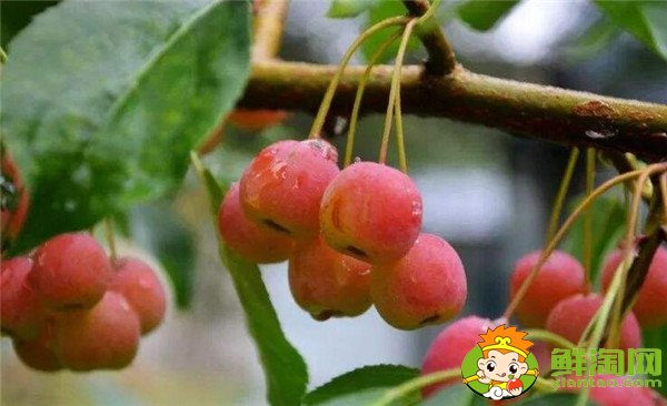 沙果和山楂是一個東西嗎，沙果和山楂的區別