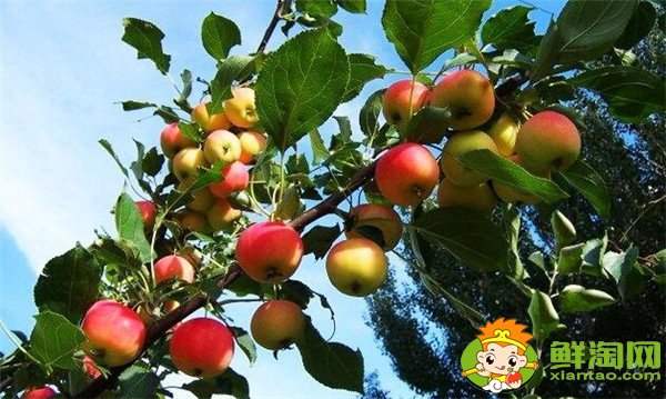 沙果和山楂是一個東西嗎，沙果和山楂的區別