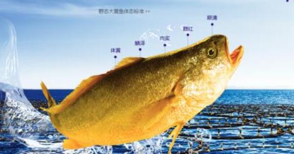 大黃魚和黃花魚的區別