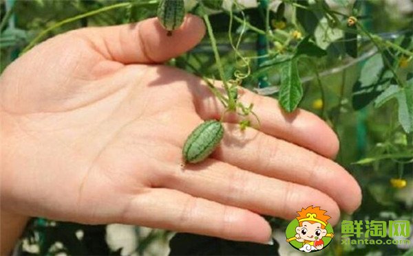 拇指西瓜是幾月種植的