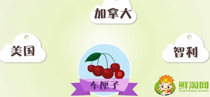 車厘子和櫻桃的區別