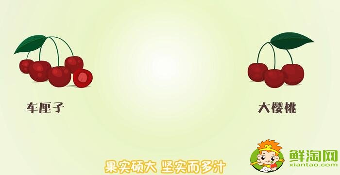 車厘子和櫻桃的區別