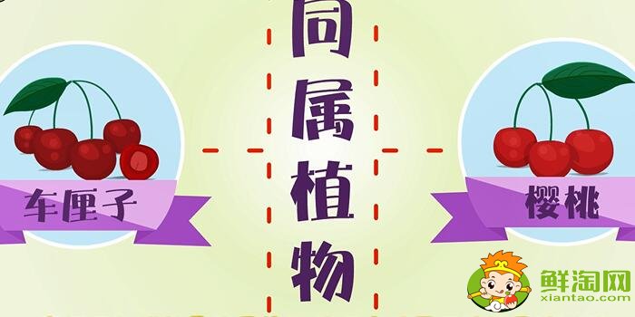 車厘子和櫻桃的區別