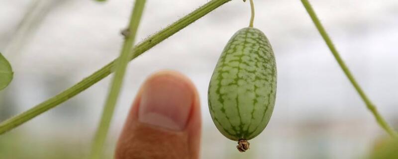 拇指西瓜是幾月種植的