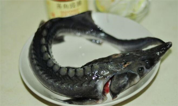 中華鱘怎么殺